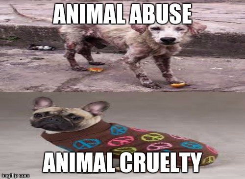 ANIMAL ABUSE ANIMAL CRUELTY | image tagged in animals | made w/ Imgflip meme maker