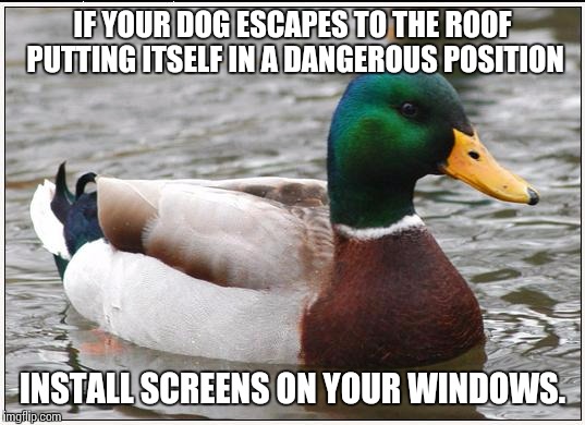 Actual Advice Mallard Meme | IF YOUR DOG ESCAPES TO THE ROOF PUTTING ITSELF IN A DANGEROUS POSITION INSTALL SCREENS ON YOUR WINDOWS. | image tagged in memes,actual advice mallard | made w/ Imgflip meme maker