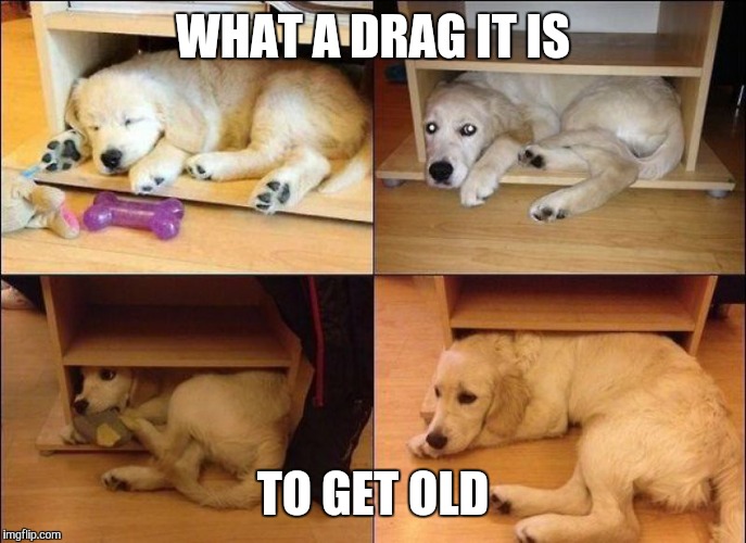WHAT A DRAG IT IS TO GET OLD | image tagged in old,getting old,dog | made w/ Imgflip meme maker