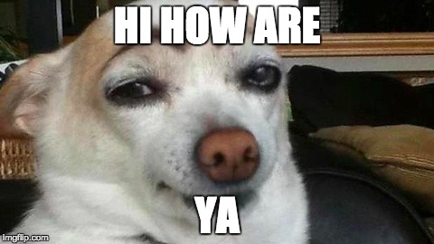 HI HOW ARE YA | image tagged in dogs,funny | made w/ Imgflip meme maker