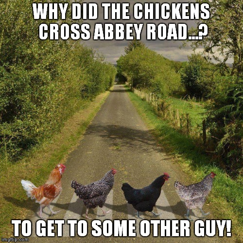 WHY DID THE CHICKENS CROSS ABBEY ROAD...? TO GET TO SOME OTHER GUY! | image tagged in the beatles,abbey road,bad joke chicken,birds,music | made w/ Imgflip meme maker