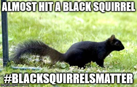 ALMOST HIT A BLACK SQUIRREL #BLACKSQUIRRELSMATTER | image tagged in blacksquirrel | made w/ Imgflip meme maker