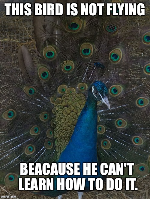 THIS BIRD IS NOT FLYING BEACAUSE HE CAN'T LEARN HOW TO DO IT. | image tagged in pfugl,peacock | made w/ Imgflip meme maker