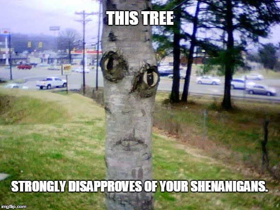 Disapproving Tree | THIS TREE STRONGLY DISAPPROVES OF YOUR SHENANIGANS. | image tagged in disapproving tree | made w/ Imgflip meme maker