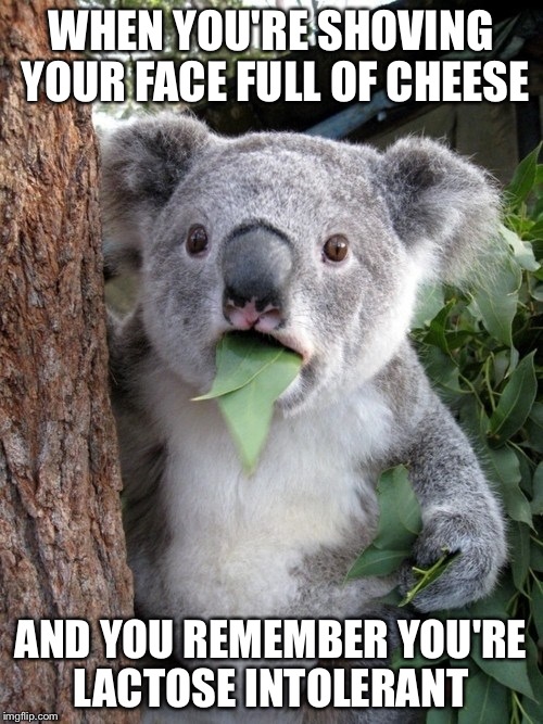 Surprised Koala | WHEN YOU'RE SHOVING YOUR FACE FULL OF CHEESE AND YOU REMEMBER YOU'RE LACTOSE INTOLERANT | image tagged in memes,surprised coala | made w/ Imgflip meme maker