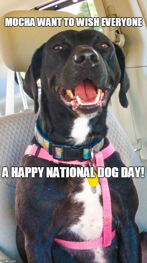 MOCHA WANT TO WISH EVERYONE A HAPPY NATIONAL DOG DAY! | image tagged in national dog day,dog,day,national | made w/ Imgflip meme maker