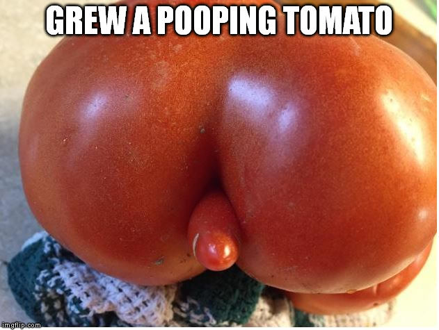 pooping tomato | GREW A POOPING TOMATO | image tagged in garden tomato pooping | made w/ Imgflip meme maker