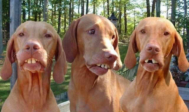 Buck tooth dogs Blank Meme Template
