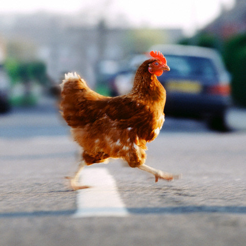 chicken on the road Blank Meme Template