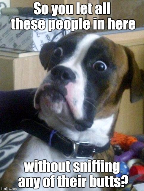Suprised Boxer | So you let all these people in here without sniffing any of their butts? | image tagged in suprised boxer | made w/ Imgflip meme maker