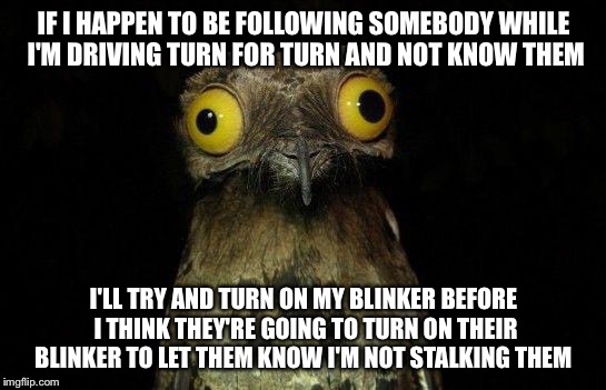Crazy eyed bird | IF I HAPPEN TO BE FOLLOWING SOMEBODY WHILE I'M DRIVING TURN FOR TURN AND NOT KNOW THEM I'LL TRY AND TURN ON MY BLINKER BEFORE I THINK THEY'R | image tagged in crazy eyed bird,funny | made w/ Imgflip meme maker