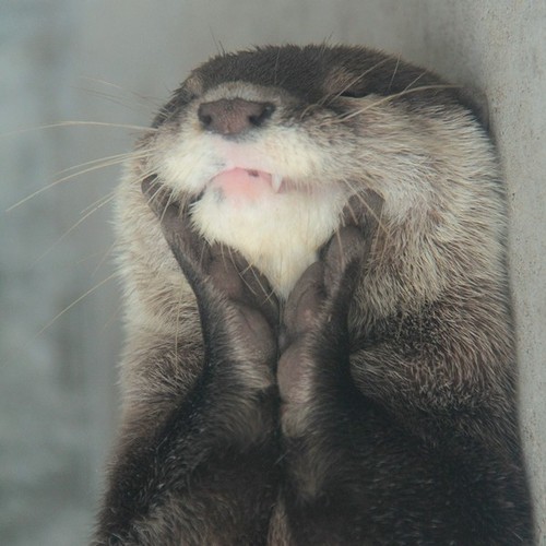 High Quality blissful otter Blank Meme Template
