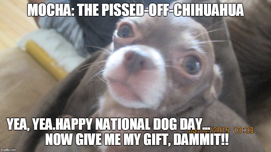 Mocha: The Pissed-Off-Chihuahua | MOCHA: THE PISSED-OFF-CHIHUAHUA YEA, YEA.HAPPY NATIONAL DOG DAY...     NOW GIVE ME MY GIFT, DAMMIT!! | image tagged in funny memes | made w/ Imgflip meme maker