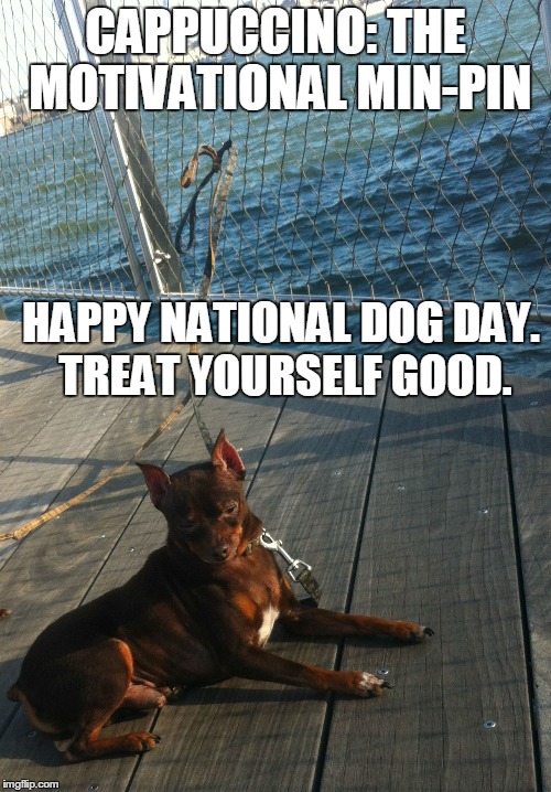 Cappuccino: The Motivational Min-Pin | CAPPUCCINO: THE MOTIVATIONAL MIN-PIN HAPPY NATIONAL DOG DAY. TREAT YOURSELF GOOD. | image tagged in funny memes,funny dogs | made w/ Imgflip meme maker