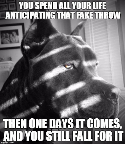 Noir Dog | YOU SPEND ALL YOUR LIFE ANTICIPATING THAT FAKE THROW THEN ONE DAYS IT COMES, AND YOU STILL FALL FOR IT | image tagged in noir dog,AdviceAnimals | made w/ Imgflip meme maker