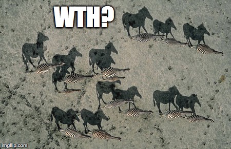 WHT | WTH? | image tagged in zebra,horse,shadow,confusing | made w/ Imgflip meme maker