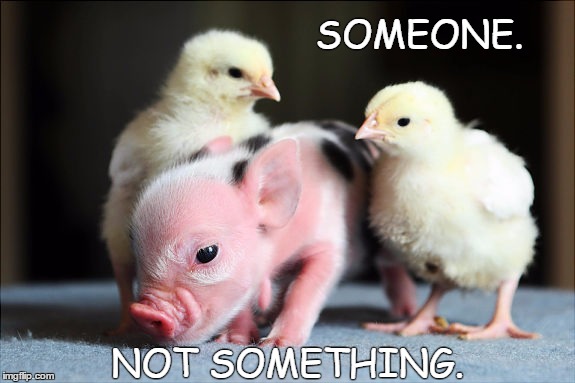 SOMEONE. NOT SOMETHING. | image tagged in vegan,pigglets | made w/ Imgflip meme maker