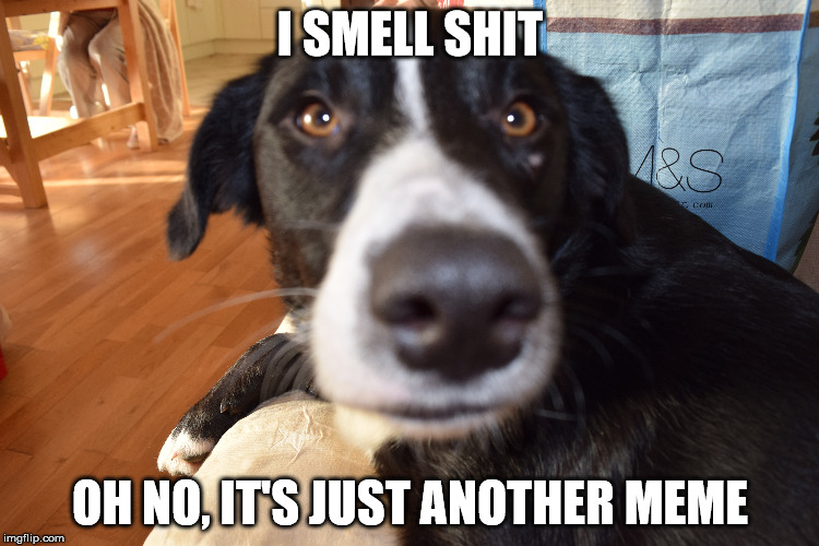 i smell shit | I SMELL SHIT OH NO, IT'S JUST ANOTHER MEME | image tagged in shit,intelligent dog | made w/ Imgflip meme maker