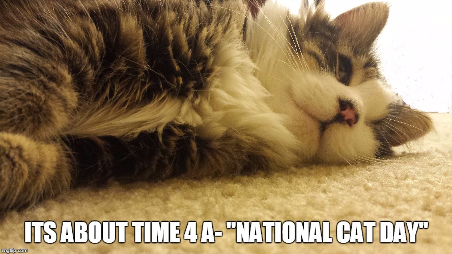 ITS ABOUT TIME 4 A- "NATIONAL CAT DAY" | image tagged in cats | made w/ Imgflip meme maker