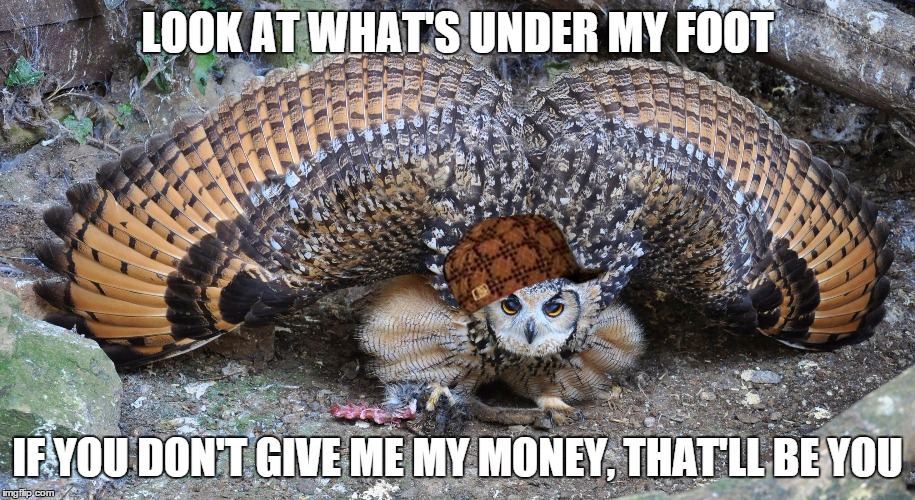 LOOK AT WHAT'S UNDER MY FOOT IF YOU DON'T GIVE ME MY MONEY, THAT'LL BE YOU | image tagged in gangster owl,scumbag | made w/ Imgflip meme maker