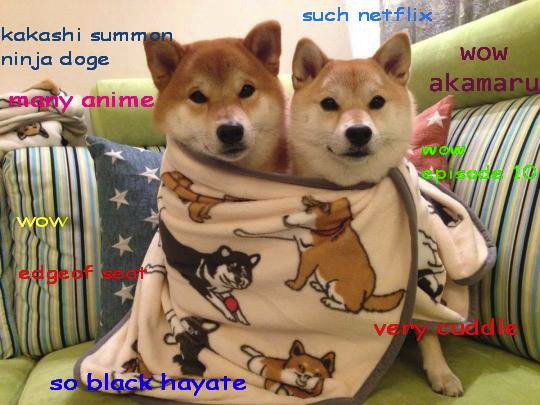Doge Anime | image tagged in doge | made w/ Imgflip meme maker