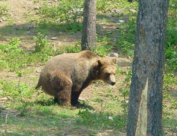Does a bear sh*t in the woods? Blank Meme Template