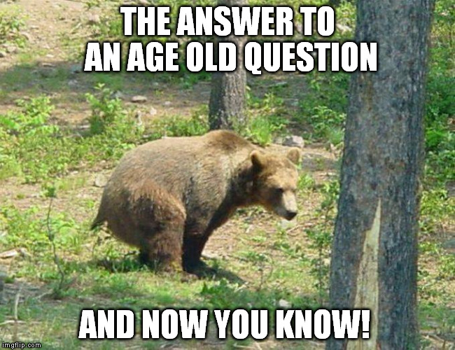 Does a bear sh*t in the woods? | THE ANSWER TO AN AGE OLD QUESTION AND NOW YOU KNOW! | image tagged in does a bear sht in the woods | made w/ Imgflip meme maker