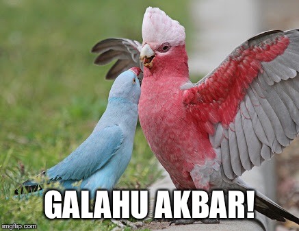 GALAHU AKBAR! | image tagged in galah,puns | made w/ Imgflip meme maker