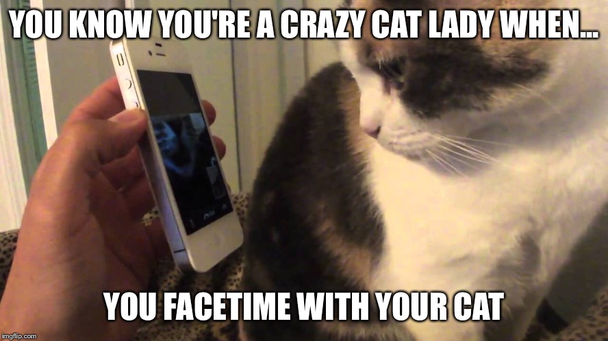 YOU KNOW YOU'RE A CRAZY CAT LADY WHEN... YOU FACETIME WITH YOUR CAT | image tagged in facetime cat | made w/ Imgflip meme maker