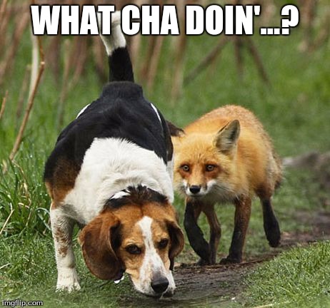 WHAT CHA DOIN'...? | image tagged in humor | made w/ Imgflip meme maker