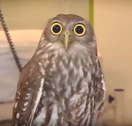High Quality Shocked Owl Blank Meme Template