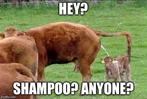 HEY? SHAMPOO? ANYONE? | image tagged in cow | made w/ Imgflip meme maker