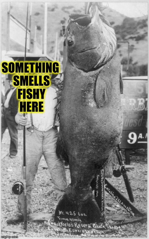 fishy smells | SOMETHING SMELLS FISHY HERE | image tagged in fish | made w/ Imgflip meme maker