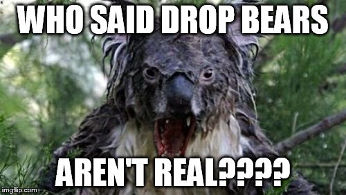 Angry Koala Meme | WHO SAID DROP BEARS AREN'T REAL???? | image tagged in memes,angry koala | made w/ Imgflip meme maker