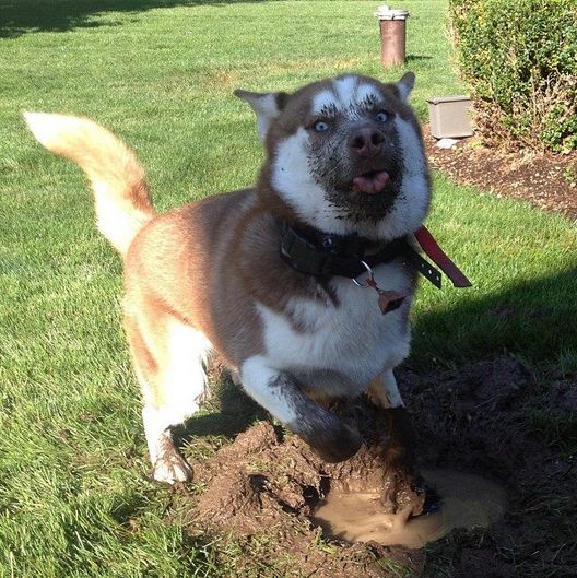 Husky Mud Blank Meme Template