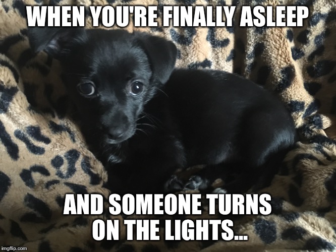 WHEN YOU'RE FINALLY ASLEEP AND SOMEONE TURNS ON THE LIGHTS... | image tagged in puppies | made w/ Imgflip meme maker