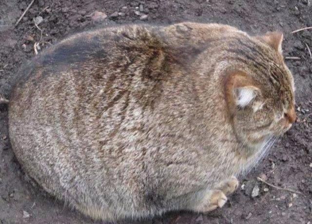High Quality fat cat Blank Meme Template
