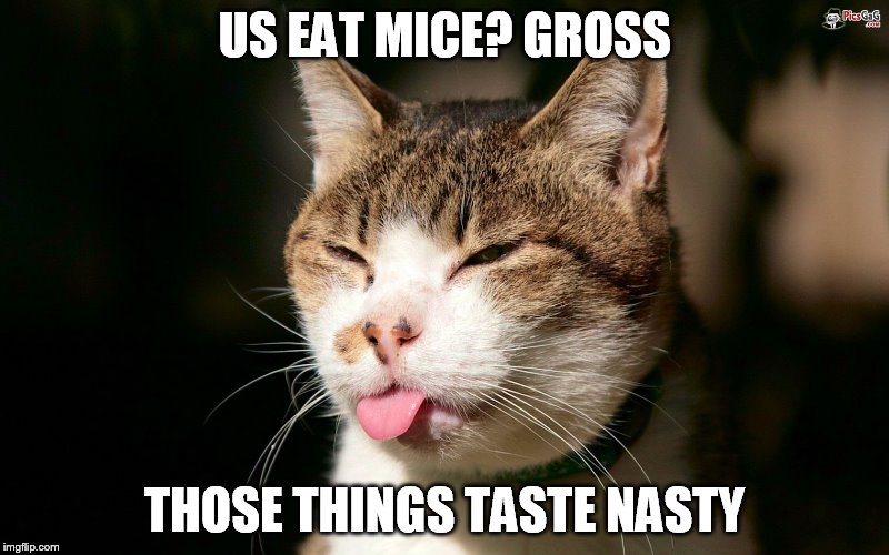 US EAT MICE? GROSS THOSE THINGS TASTE NASTY | made w/ Imgflip meme maker