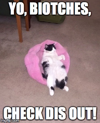 YO, BIOTCHES, CHECK DIS OUT! | image tagged in ernie the cat | made w/ Imgflip meme maker