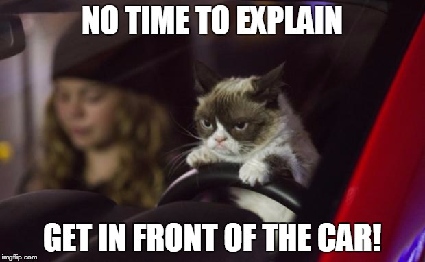 Grumpy Cat Driving | NO TIME TO EXPLAIN GET IN FRONT OF THE CAR! | image tagged in grumpy cat driving,grumpy cat,car,funny,memes,funny memes | made w/ Imgflip meme maker