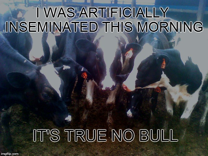 cows | I WAS ARTIFICIALLY INSEMINATED THIS MORNING IT'S TRUE NO BULL | image tagged in cow,bull,stupid,funny,funny meme,country | made w/ Imgflip meme maker