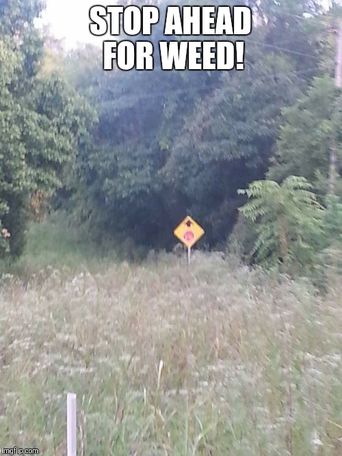 STOP AHEAD FOR WEED! | image tagged in stop,weed | made w/ Imgflip meme maker