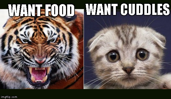 Tiger | WANT FOOD WANT CUDDLES | image tagged in tiger | made w/ Imgflip meme maker