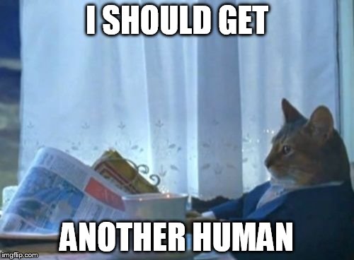 I Should Buy A Boat Cat | I SHOULD GET ANOTHER HUMAN | image tagged in memes,i should buy a boat cat | made w/ Imgflip meme maker