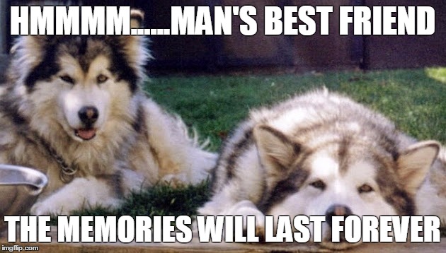 a man's best friends | HMMMM......MAN'S BEST FRIEND THE MEMORIES WILL LAST FOREVER | image tagged in down to business dog | made w/ Imgflip meme maker