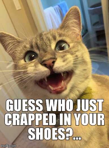 Cat surprise | image tagged in cats,grumpy cat,happy cat | made w/ Imgflip meme maker