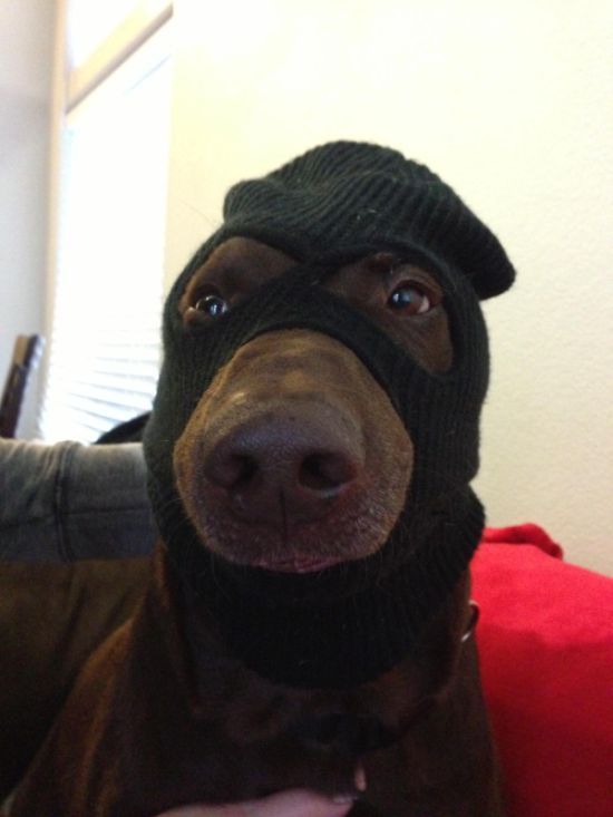 High Quality dog robber Blank Meme Template