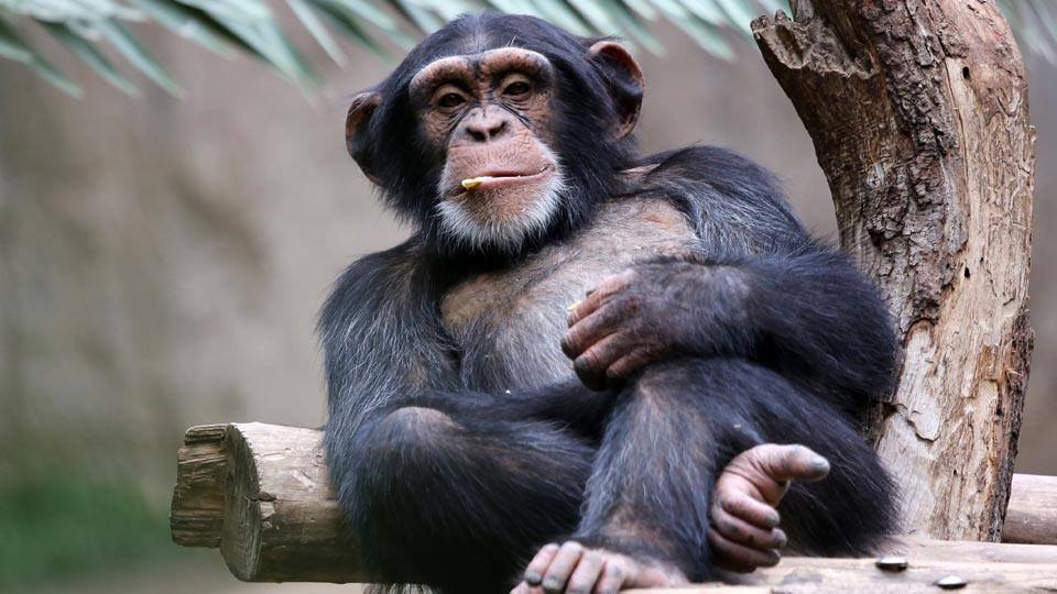 Chimp Blank Meme Template