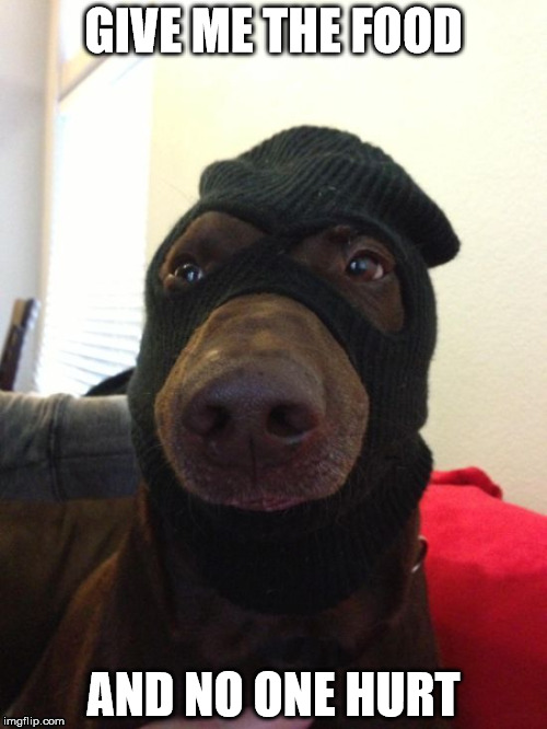 Robber Dog | GIVE ME THE FOOD AND NO ONE HURT | image tagged in dog robber,dog | made w/ Imgflip meme maker