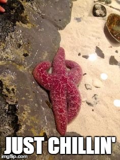 Just chillin' | JUST CHILLIN' | image tagged in just chillin',starfish | made w/ Imgflip meme maker